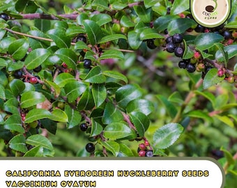California Evergreen Huckleberry Seeds – Vaccinium Ovatum, Hardy Edible Berry Shrub