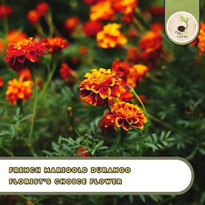 May include: Close-up of French Marigold Durango flowers with vibrant orange and red petals. The flowers are surrounded by green foliage. The text "FRENCH MARIGOLD DURANGO FLORIST'S CHOICE FLOWER" is displayed at the bottom of the image.