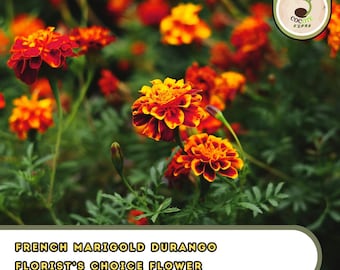 French Marigold Durango – Florist’s Choice Flower Tagetes Patula