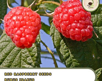 Red Raspberry Seeds | Rubus Idaeus | Berry Shrub | Heirloom Garden Fruit