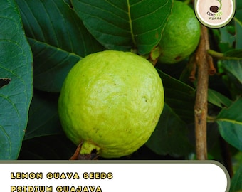 Lemon Guava Seeds – Psidium Guajava – Tropical Fruit Tree Seeds