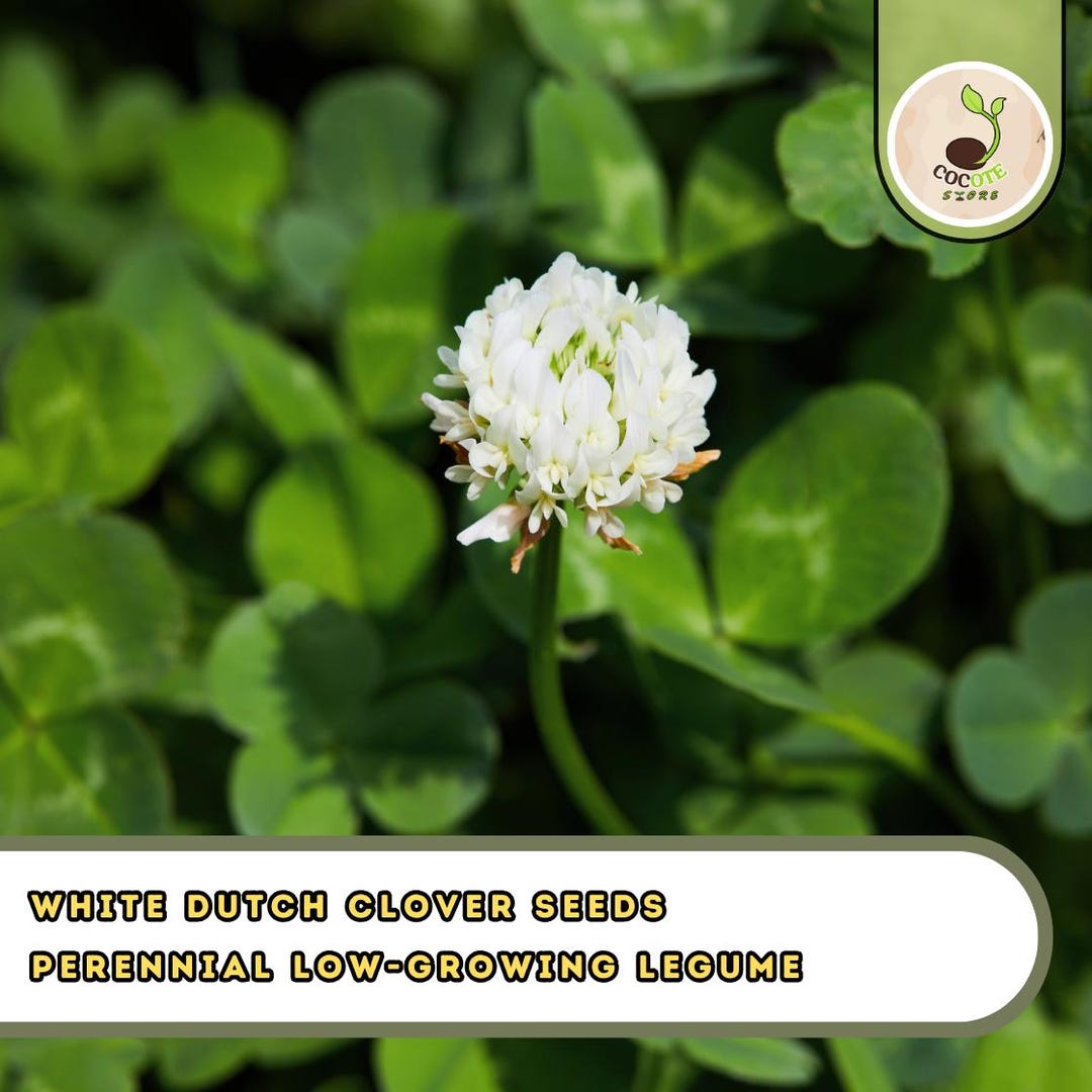 Fascinating White Dutch Clover Seeds Gallery