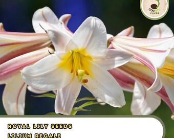 Royal Lily Seeds – Lilium regale – Pre-Stratified Fragrant White Lily