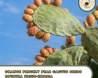 Orange Prickly Pear Cactus Seeds – Opuntia Ficus-Indica, Nopal Indian Fig Fruit