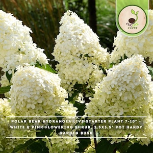 May include: A Polar Bear hydrangea live starter plant with white and pink flowers on a shrub. The plant is in a 2.5 by 3.5 inch pot and measures 7 to 10 inches in height. The shrub features dense clusters of small, delicate white petals.