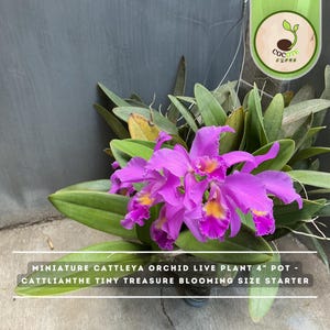May include: A miniature Cattleya orchid live plant in a 4-inch pot, identified as a Cattlianthe Tiny Treasure blooming size starter. The plant features vibrant purple petals with yellow centers and long, pointed green leaves.