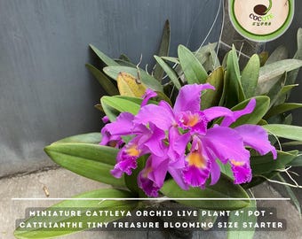 Miniature Cattleya Orchid Live Plant 4" Pot - Cattlianthe Tiny Treasure Blooming Size Starter