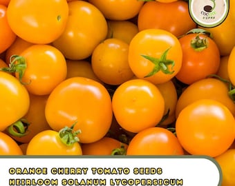 Orange Cherry Tomato Seeds – Heirloom Solanum Lycopersicum