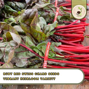 May include: A bundle of Ruby Red Swiss Chard with vibrant red stems and green leaves. The leaves have a textured appearance with red veins. The text "Ruby Red Swiss Chard Seeds, Vibrant Heirloom Variety" is displayed at the bottom.
