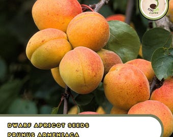 Dwarf Apricot Seeds – Prunus armeniaca | 5 Pre-Stratified Seeds