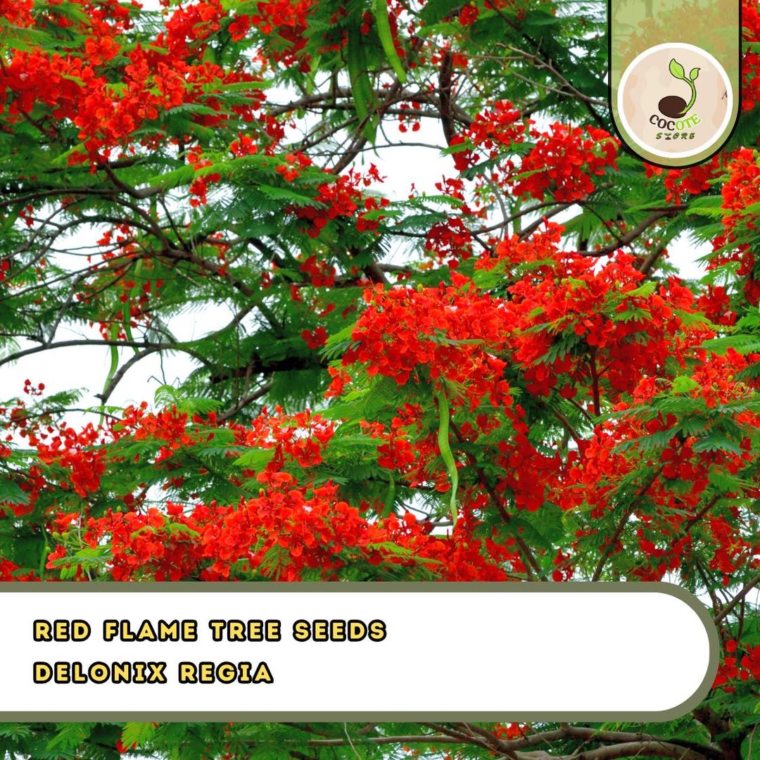 Red Flame Tree Seeds – Delonix Regia | Bonsai & Ornamental Favorite - Etsy