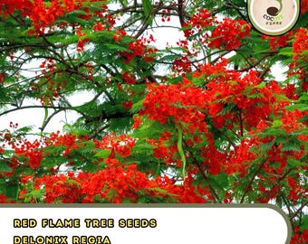 Red Flame Tree Seeds – Delonix regia | Bonsai & Ornamental Favorite