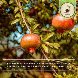 May include: An Afganski pomegranate live plant in a 3-inch pot, featuring a woody branch with green leaves and two round, reddish-orange fruits. The text on the image reads: AFGANSKI POMEGRANATE LIVE PLANT 3" POT - SELF-FERTILE HIGH-YIELD LARGE SWEET TART FRUIT TREE.