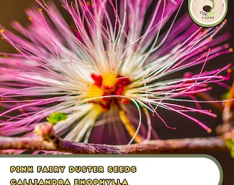 Pink Fairy Duster Seeds – 10 Calliandra enophylla Seeds, Unique Flowering Shrub