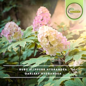 May include: Close-up of Ruby Slippers and Oakleaf Hydrangea blooms. The flowers are a mix of pink and cream, with large, green leaves. The image includes the text "Ruby Slippers Hydrangea" and "Oakleaf Hydrangea".