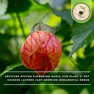 May include: An Abutilon pictum flowering maple live plant in a 3-inch pot, also known as a Chinese lantern fast-growing ornamental shrub. The image features a bell-shaped orange flower with prominent red veins and a textured, leafy green stem.