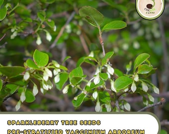 Sparkleberry Tree Seeds – Pre-Stratified Vaccinium arboreum, Native Fruiting Shrub
