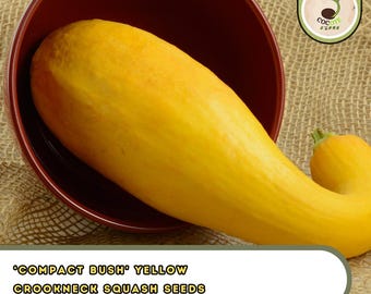 Compact Bush Yellow Crookneck Squash Seeds - Short Season, Heavy Producer