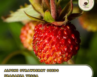 Alpine Strawberry Seeds – Fragaria Vesca, Fast-Growing Variety, Heirloom