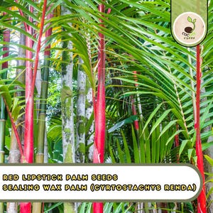 Red Lipstick Palm Seeds – Sealing Wax Palm (Cyrtostachys Renda), Exotic Tropical Tree