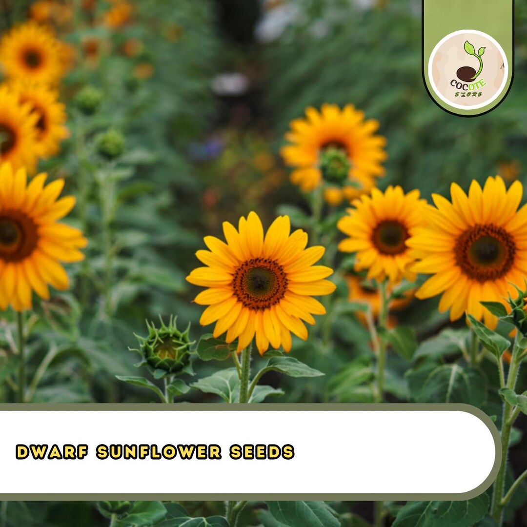 Dwarf Sunflower Seeds – Bulk 200 Count Packet, 24” Compact Plants for ...