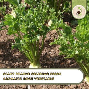 May include: A close-up of a Giant Prague Celeriac plant with vibrant green leaves and stalks. The plant is growing in brown soil. The text "GIANT PRAGUE CELERIAC SEEDS AROMATIC ROOT VEGETABLE" is displayed at the bottom of the image.