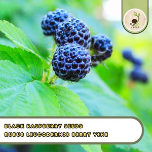 May include: Close-up of ripe black raspberries on a green leafy vine. The berries are a deep, dark purple color and have a textured surface. The text at the bottom reads "BLACK RASPBERRY SEEDS RUBUS LEUCODERMIS BERRY VINE."