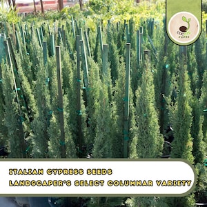 May include: Rows of young Italian cypress trees, a columnar variety, are shown in a nursery setting. The trees are a vibrant green, supported by wooden stakes and green ties. The image includes text that reads "Italian Cypress Seeds" and "Landscaper's Select Columnar Variety."