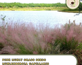 Pink Muhly Grass Seeds – Muhlenbergia Capillaris, Cotton Candy Ornamental Grass