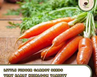 Little Finger Carrot Seeds - Very Early Heirloom Variety