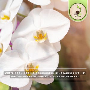 May include: A live White Rock Orchid Dendrobium Kingianum starter plant with white petals and yellow centers. The text on the image reads: WHITE ROCK ORCHID DENDROBIUM KINGIANUM LIVE - 4" POT FRAGRANT BLOOMING SIZE STARTER PLANT. Includes a logo.