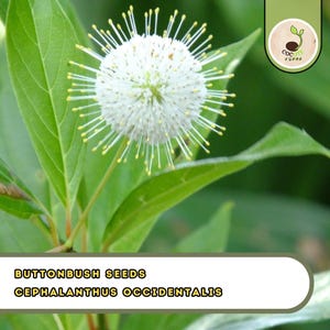 May include: Close-up of a buttonbush flower with a spherical, white bloom and numerous yellow-tipped stamens. The flower is surrounded by vibrant green leaves. The text "BUTTONBUSH SEEDS CEPHALANTHUS OCCIDENTALIS" is displayed at the bottom.