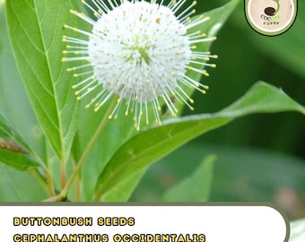 Buttonbush Seeds – Cephalanthus Occidentalis, Ornamental Native Shrub