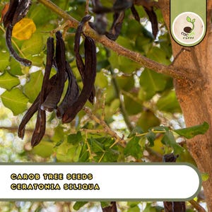 May include: Close-up of carob tree pods, dark brown in color, hanging from a tree branch with green leaves. The image includes the text "CAROB TREE SEEDS CERATONIA SILIQUA". A logo is visible in the upper right corner.