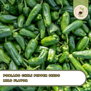 May include: A pile of fresh, green poblano chili peppers. The peppers are elongated with a slightly wrinkled texture. The image includes text that reads "Poblano Chili Pepper Seeds, Mild Flavor."