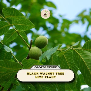 May include: A live black walnut tree featuring vibrant green pinnate leaves and two round, green, unripe walnuts hanging from a branch. A white rectangular label at the bottom displays the text COCOTE STORE BLACK WALNUT TREE LIVE PLANT.
