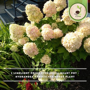 May include: A Limelight Prime Hydrangea plant in a quart pot, featuring large, cone-shaped clusters of creamy white and pale pink flowers with green-tinted petals and dark green leaves. The text reads 1 LIMELIGHT PRIME HYDRANGEA QUART POT.