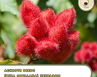 Achiote Seeds (Bixa orellana) – Heirloom | Non-GMO | Ornamental Culinary Plant
