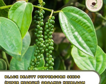 Black Beauty Peppercorn Seeds (Piper Nigrum) | Organic Heirloom | Rare Tropical Vine