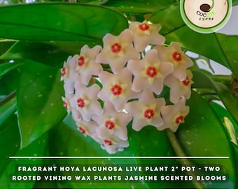 Fragrant Hoya Lacunosa Live Plant 2" Pot - Two Rooted Vining Wax Plants Jasmine Scented Blooms