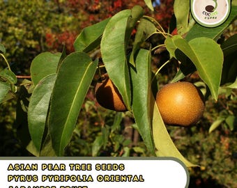 Asian Pear Tree Seeds – Pyrus Pyrifolia Oriental Japanese Fruit
