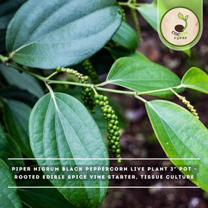 May include: A Piper nigrum black pepper live plant in a 3-inch pot, featuring broad, glossy green leaves and clusters of small, developing green peppercorns on a vine. The text reads: PIPER NIGRUM BLACK PEPPERCORN LIVE PLANT 3" POT - ROOTED EDIBLE SPICE VINE STARTER, TISSUE CULTURE.