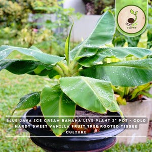 Blue Java Ice Cream Banana Live Plant 3" Pot - Cold Hardy Sweet Vanilla Fruit Tree Rooted Tissue Culture