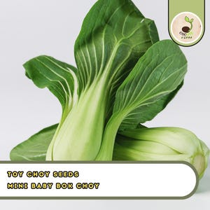 Toy Choy Seeds: Mini Bok Choy, Tender Stir Fry Greens