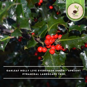 May include: An Oakleaf Holly live evergreen shrub featuring glossy, dark green, spiky leaves and clusters of bright red berries. The text OAKLEAF HOLLY LIVE EVERGREEN SHRUB - UPRIGHT PYRAMIDAL LANDSCAPE TREE is displayed at the bottom of the image.