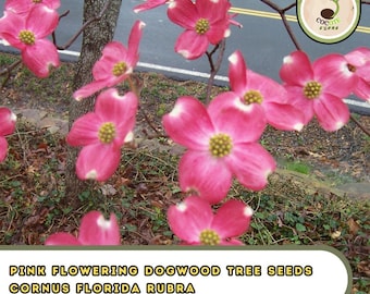Pink Flowering Dogwood Tree Seeds – Cornus Florida Rubra, Native Ornamental
