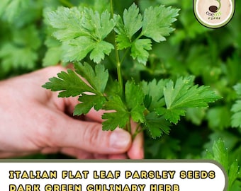 Italian Flat Leaf Parsley Seeds – Dark Green Culinary Herb