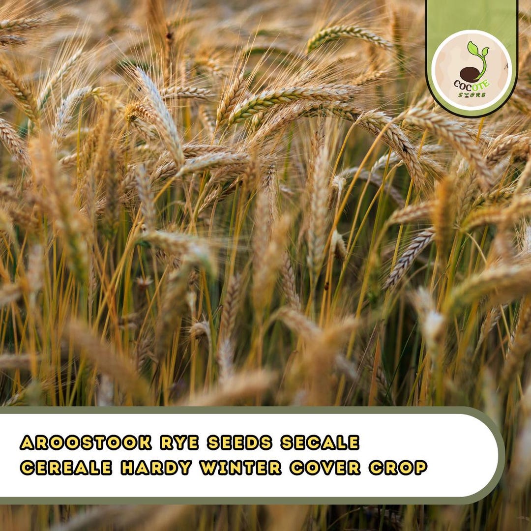 Aroostook Rye Seeds – Secale Cereale Hardy Winter Cover Crop - Etsy