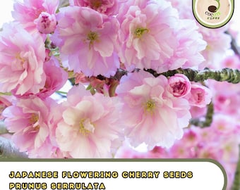 Japanese Flowering Cherry Seeds – Prunus Serrulata, Ornamental Sakura Tree
