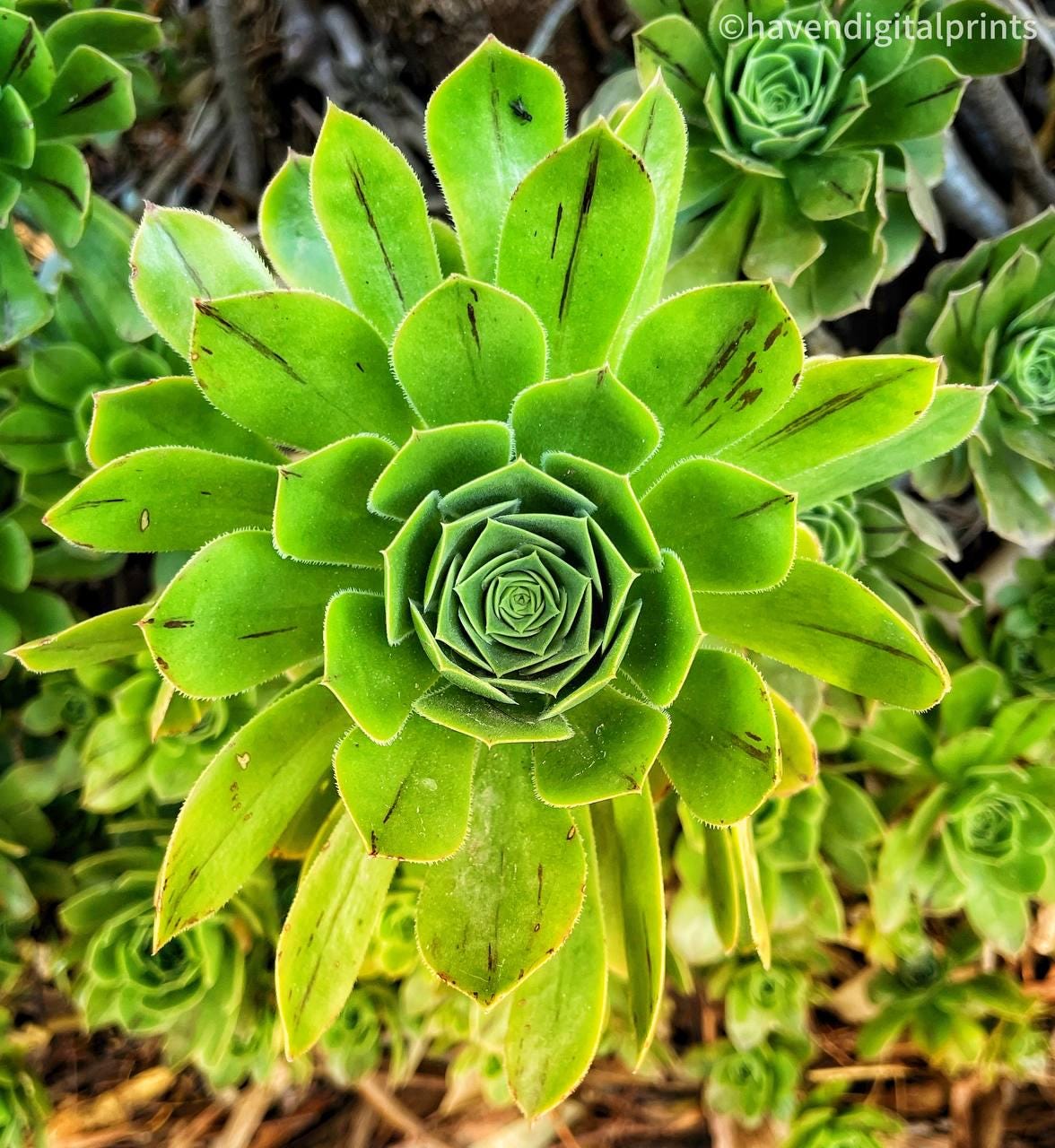 Aeonium black rose - Etsy 日本